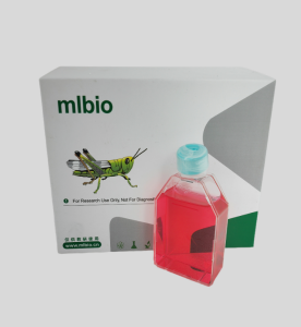 MIN6小鼠胰島瘤細胞主圖